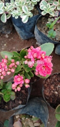 Kalanchoe(Kalanchi)