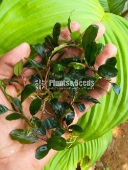 Bucephalandra Water Plants