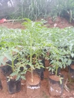 Tomatto Plants