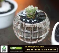 Cactus Plant with Glass Pot