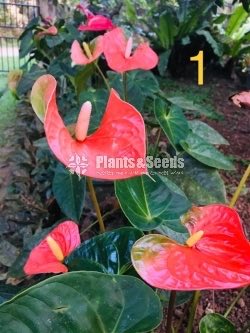 Anthurium 