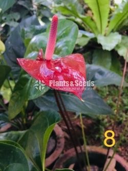 Anthurium 