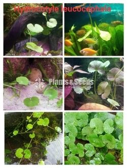 Aqua Plants