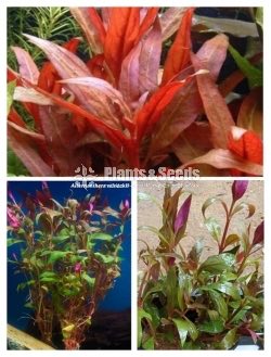 Aqua Plants