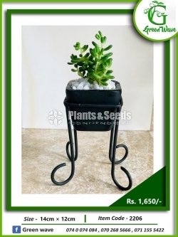 Plant Rack with Plants