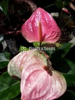 Bankok Anthurium