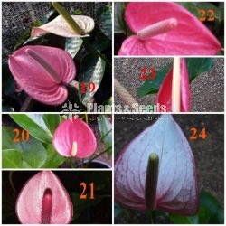 Lady Jane Anthurium