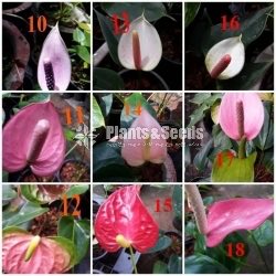 Lady Jane Anthurium