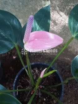 Lady Jane Anthurium