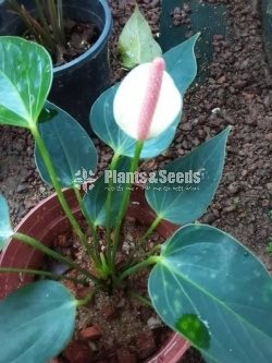 Lady Jane Anthurium