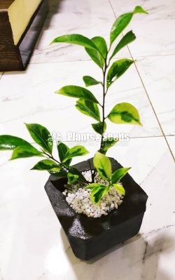 Indoor Plant - Benjamina 