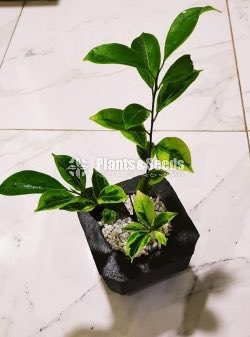 Indoor Plant - Benjamina 