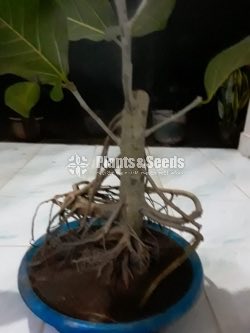 Nuga Bonsai(Boo Tree)