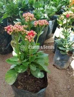 Kalanchoe(Kalanchi)