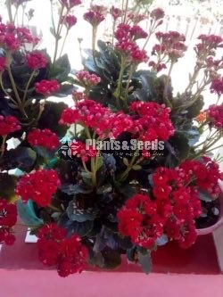 Kalanchoe(Kalanchi)