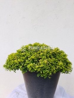 Golden Bonsai Atteriya