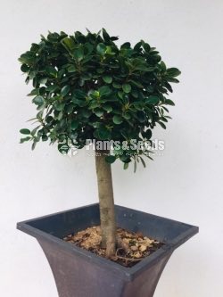 Pethi Boo Bonsai Tree