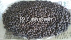 Nelum Seeds