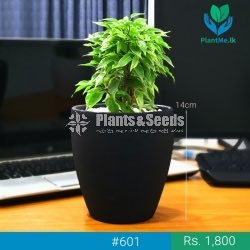 Premium Desk Plant - Kuru Nuga (කුරු නුග)