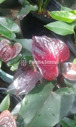 Bankok Anthurium