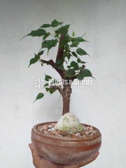 Boo Bonsai Tree