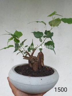 Boo Bonsai Tree