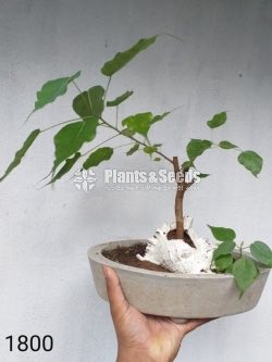 Boo Bonsai Tree