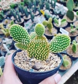 Cactus Plant with Pot