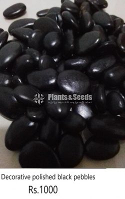 Black Pebbles