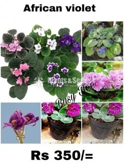 African Violet Begonia