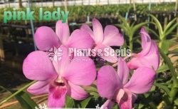 Thailand Dendrobium Orchids