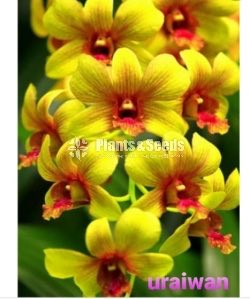 Thailand Dendrobium Orchids