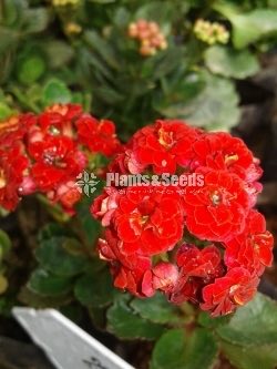 Kalanchoe(Kalanchi)