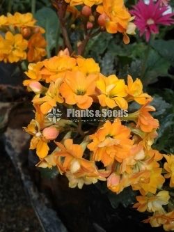 Kalanchoe(Kalanchi)