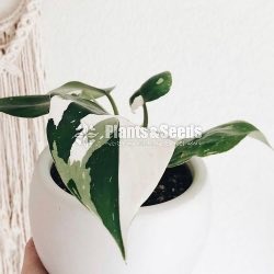 Philodendron (Pink Princess)