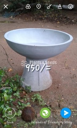 Cement Pots