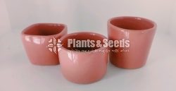 Ceremic Pots Collection