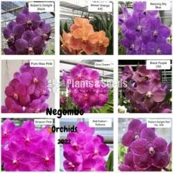 Orchids (all kind of imported orchid verities) 