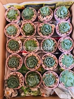 Gift Plants with Pots