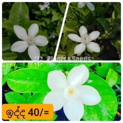 White Idda (සුදු ඉද්ද පැල )