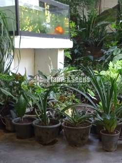 Ornamental Plants for Sale 