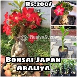 Japan Araliya(Bonsai Adenium )