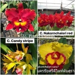 Catliya Orchids