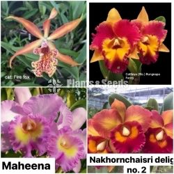 Catliya Orchids