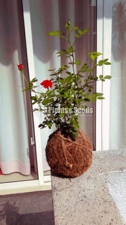 kokedama plants-Roses