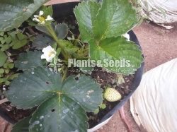 Strawberry Plants