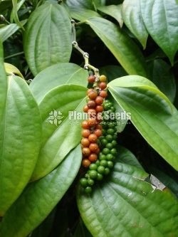 Black Pepper(ගම්මිරිස් )