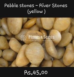 Natural Stones and Decorative Pebbles