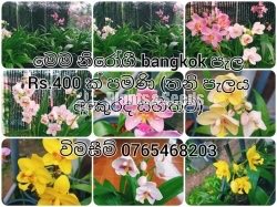 Bankok Orchids