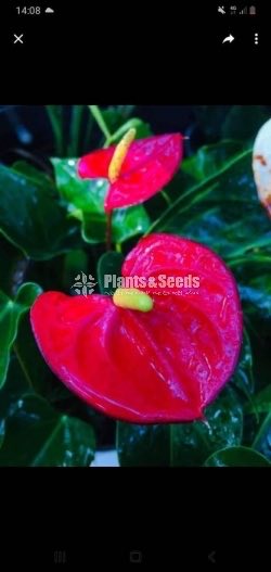 Anthurium Red Champion